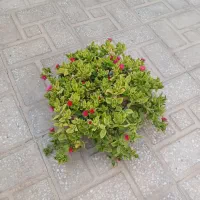 انواع گلهای طبیعی و اپارتمانی