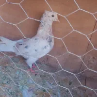 نر سرور|پرنده|قم, تعویض پلاک|دیوار