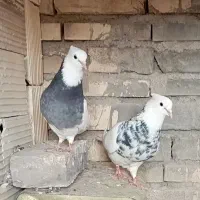 جفت طوقی سرور