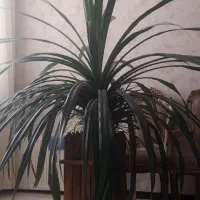 گل پاندانوس ۲۵ ساله