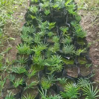 سیکاس بذری تولیدی ۴۰۵ جهت فروش