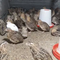 فروش بلدرچین زنده و پاک شده در فریدونکنار