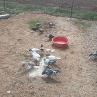 ۱۴ عدد کبوتر درجه یک