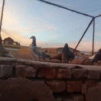 کفتر شهرستان