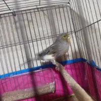 قناری|پرنده|قدس, شهرقدس|دیوار