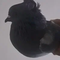 ۱عدد نر کوهی|پرنده|صدرا-فارس, فاز ۱|دیوار