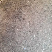 کودحیوانی اسب|گل و گیاه طبیعی|نرماشیر, |دیوار