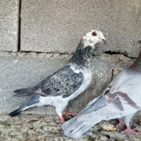 4 عدد پلاکی|پرنده|شیراز, سلطان آباد|دیوار