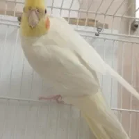 عروس هلندی جفت مولد|پرنده|گنبد کاووس, |دیوار