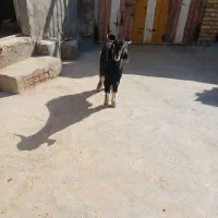 یک عدد تیشک|حیوانات مزرعه|بیرانوند, |دیوار