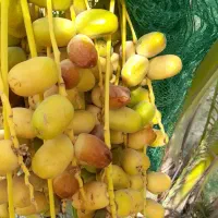 فروش پاجوش نخل برحی، خاصویی، اسک قندی