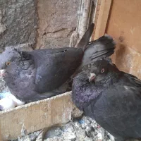 کبوتر رواعب لانگ فیس|پرنده|قم, حاج زینل|دیوار