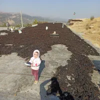 یکتننیممویزانگورشانی سردشتسهتننیمگردو|عمدهفروشی|وزینه, |دیوار