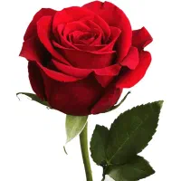 به یک ادیت کار خانم نیازمندیم