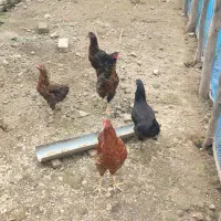 جوجه پنج ماهه