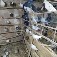 کبوتر|پرنده|پیشوا, |دیوار