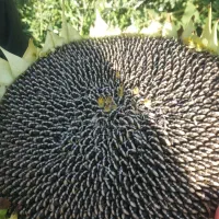 بذرآفتابگردان اصل اصل|خدمات باغبانی و درختکاری|ارومیه, |دیوار