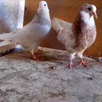 یه جفت شمرونی ذات دار|پرنده|تهران, دربند|دیوار