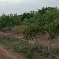 باغ پسته|فروش زمین و ملک کلنگی|نوده انقلاب, |دیوار