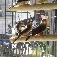 فنچ‌جفت‌خوده