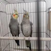 عروس هلندی