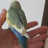 طوطی برزیلی کاکل زری|پرنده|تهران, باشگاه نفت|دیوار