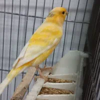 قناری|پرنده|هیر, |دیوار