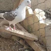 دوکت پرشی|پرنده|کبودرآهنگ, |دیوار