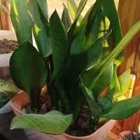 سانسوریامهتابی