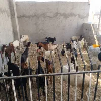 فروش۳۰راس کهره نر و ۲۰راس کهره ماده بنک بز،میش،بره|حیوانات مزرعه|بندر کنگان, |دیوار