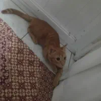 فروش گربه