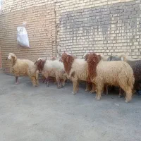 گوسفند بره درجه یک|حیوانات مزرعه|اهواز, کمپلو جنوبی|دیوار