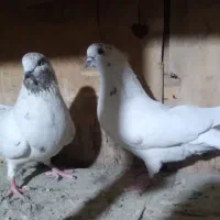 کفتر پرشی همه غریب گیری بلندی