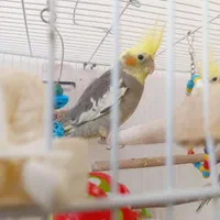 عروس هلندی زیبا