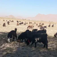 میش وبره بز و گله دربستی معاوظه|حیوانات مزرعه|داران, |دیوار