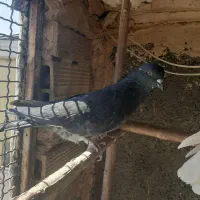کبوترپرشی نر|پرنده|قم, کیوانفر|دیوار