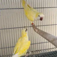 طوطی راهب مولد حلقه پا همراه با تست مشهد