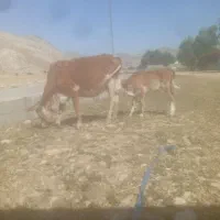 گاو گوسال سیمنتال داشتی