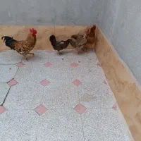 سه عدد مرغ و یک خروس