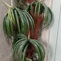 درخت نخل مصنوعی با گلدان