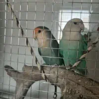 طوطی برزیلی مولد نیمه دستی