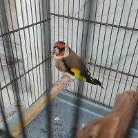 عروس هلندی پیدا شده