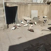 کفترا بی بوم هم پرشی هم تخم جوجه خاطر جمع|پرنده|تربت‌حیدریه, کلاته توکلی|دیوار