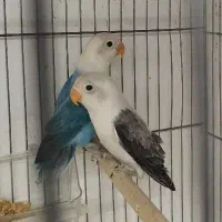 دو جفت کوتوله برزیلی
