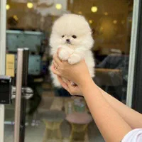 سگ پامرانین(عروسکی)