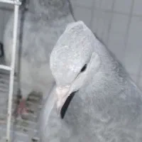 یه جوجه کله الماسی نرتوی نفتون ازم تار شده