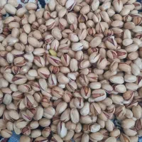 پسته اوحدی درشت