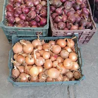 پیاز ریز کیلوی10هزار پیاز درشت کیلوی15هزار|خوردنی و آشامیدنی|شاهین دژ, |دیوار