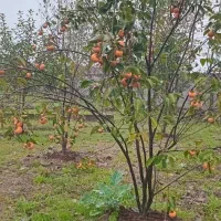 کار باغبانی وکاشت گل و نهال