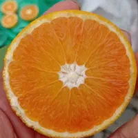 پرتقال خونی